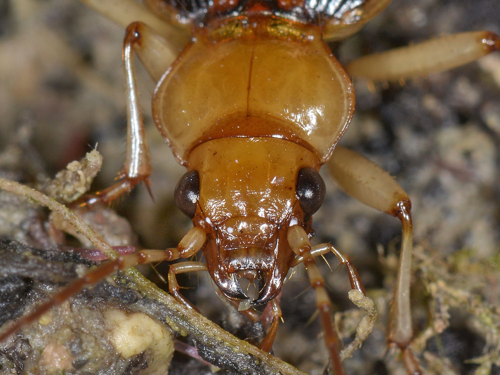 Nebria psammodes